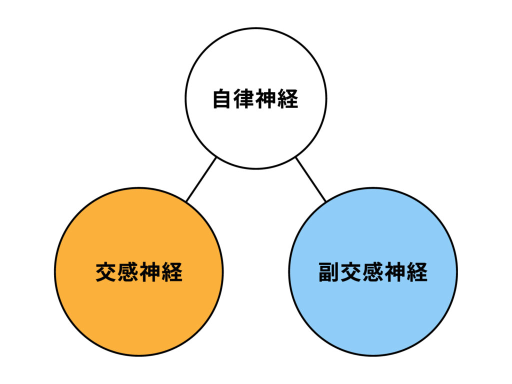自律神経を乱す生活態度